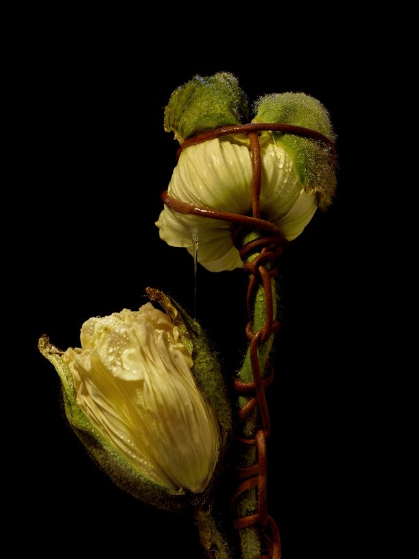 Leonardo Pucci, <i>Poppies 10:57pm</i>, 2021, print of original photograph on Hahnemühle 100% cotton paper - natural white, 37.5x50 cm (image size) and 57.5x70 cm (framed)