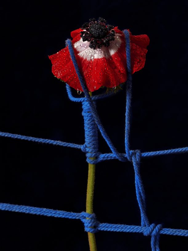 Leonardo Pucci, <i>Anemone 5:31am</i>, 2021, print of original photograph on Hahnemühle 100% cotton paper - natural white, 37.5x50 cm (image size) and 57.5x70 cm (framed)