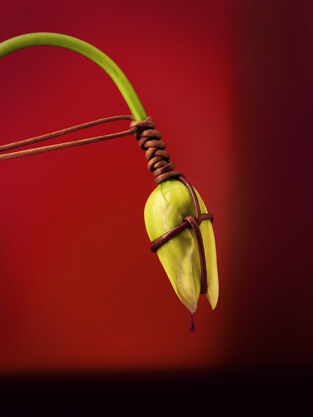 Leonardo Pucci, <i>Tulip 1:15pm</i>, 2021, print of original photograph on Hahnemühle 100% cotton paper - natural white, 37.5x50 cm (image size) and 57.5x70 cm (framed)