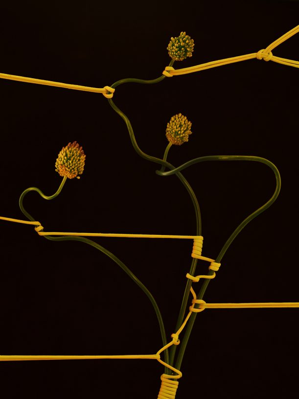 Leonardo Pucci, <i>Drumstick Alliums 7:48pm</i>, 2021, print of original photograph on Hahnemühle 100% cotton paper - natural white, 37.5x50 cm (image size) and 57.5x70 cm (framed)