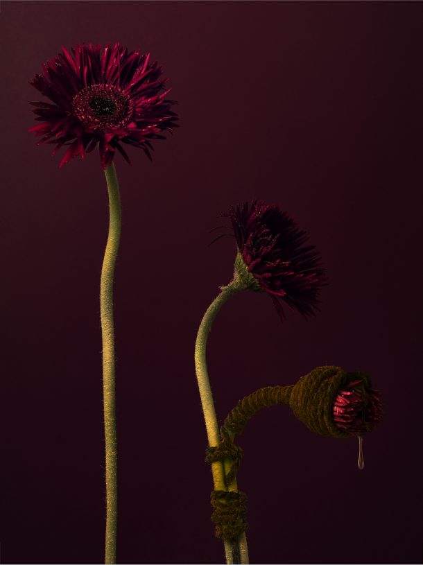 Leonardo Pucci, <i>Gerberas 10:42pm</i>, 2021, print of original photograph on Hahnemühle 100% cotton paper - natural white, 75x100 cm (image size) and 105x130 cm (framed)