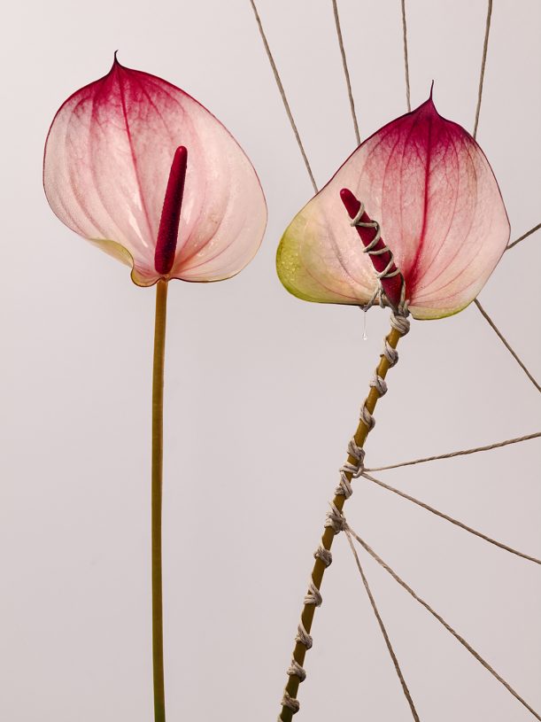 Leonardo Pucci, <i>Anthuriums 4:20pm</i>, 2021, print of original photograph on Hahnemühle 100% cotton paper - natural white, 37.5x50 cm (image size) and 57.5x70 cm (framed)