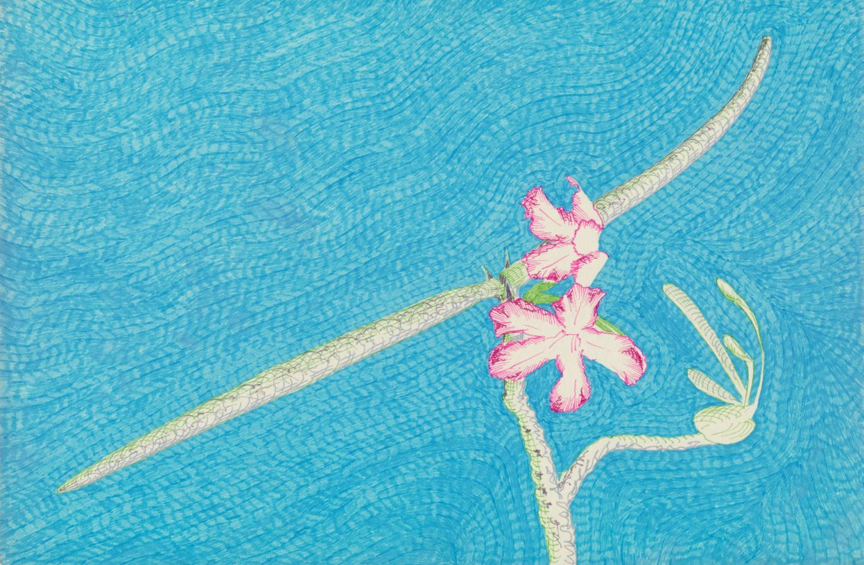 Joulia Strauss, <i>Frangipani</i>, 2009, ink and pencil on paper, 21x29,5 cm or 45x54.5 cm framed