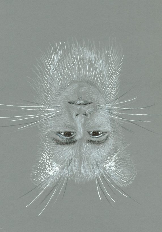 Joulia Strauss, <i>White Tiger (Jonas Tinius)</i>, ink and pencil on paper, 27x22 cm or 43x34 cm framed