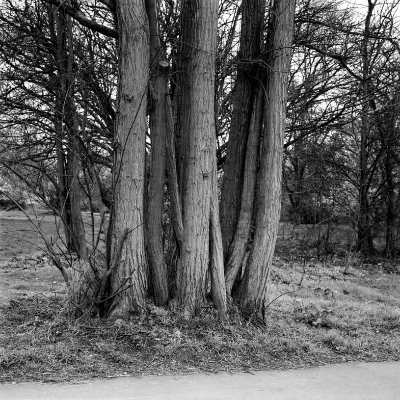 Caroline May, <i>Untitled (Clapham Common#3)</i>, 2011, from the series Killing Pictures, inkjet print 60x60 cm, framed