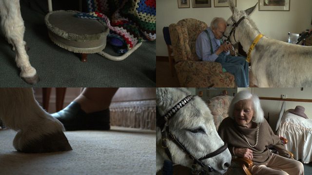 Sarah Vanagt, <i>Donkey room</i>, 2010, C-print on glossy paper, dimensions variable