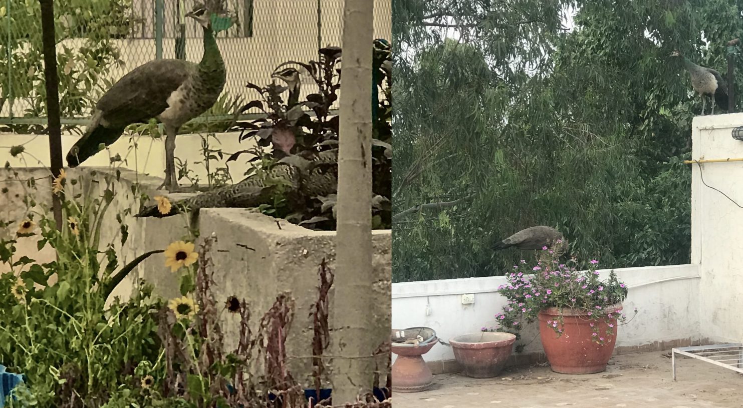 Saurabh Narang, <i>Summer time Blueprint Transmission (diptych)</i>, 2021, C-print, 25x30 cm each