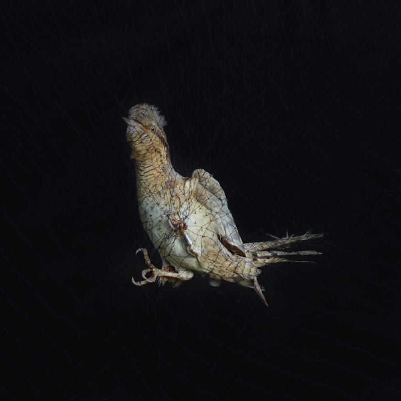 Bryony Dunne, <i>Eurasian wryneck, Jynx torquilla</i>, from the series Messengers, 2021, digital print mounted on aluminium, 30x30 cm
