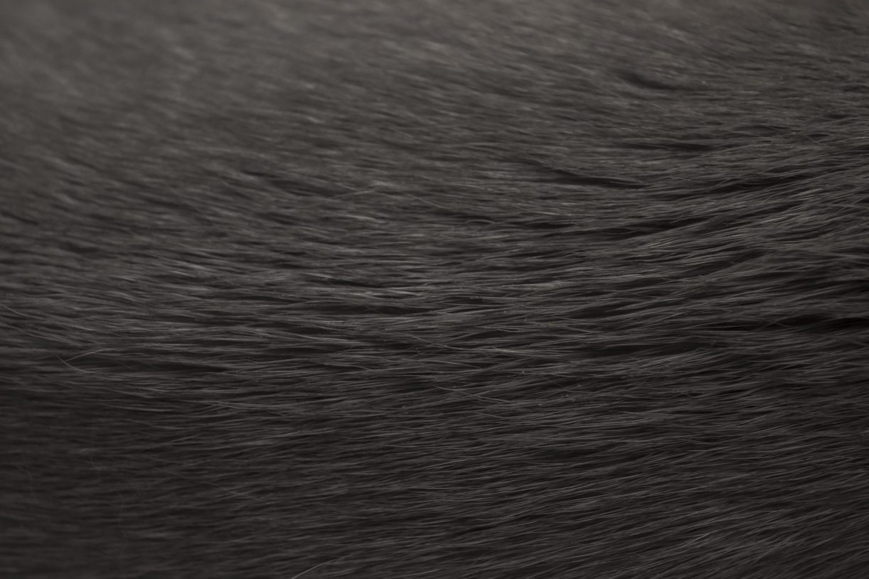 Calliopi Bekou, <i>Untitled</i>, from the series ANIMAE, 2021, print mounted on dibond, 70x105 cm