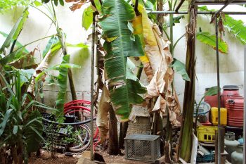 Blanc: The Bakery Project