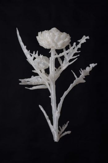 What Branches Grow