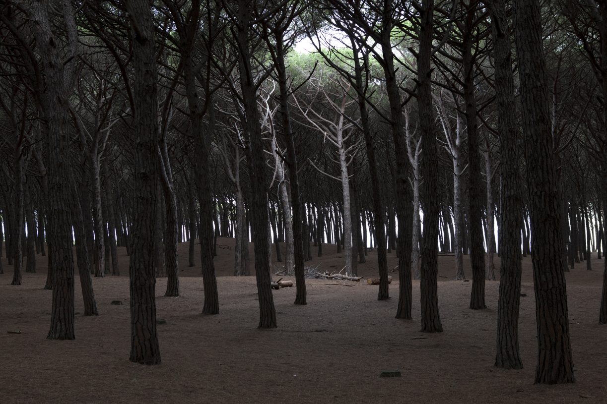 Chantal Vey, <i>La Pineta di Cecina</i>, 2022, digital video, duration 28.38 min